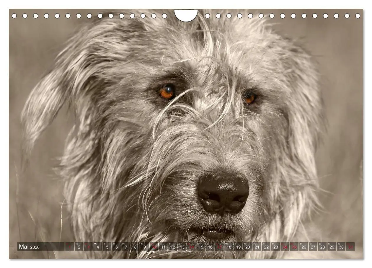 Bild: 9783457980118 | Windhunde eye-catcher (Wandkalender 2026 DIN A4 quer), CALVENDO...