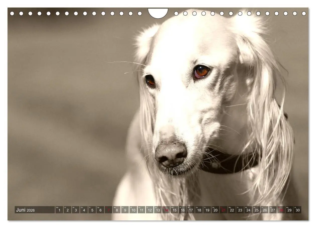 Bild: 9783457980118 | Windhunde eye-catcher (Wandkalender 2026 DIN A4 quer), CALVENDO...