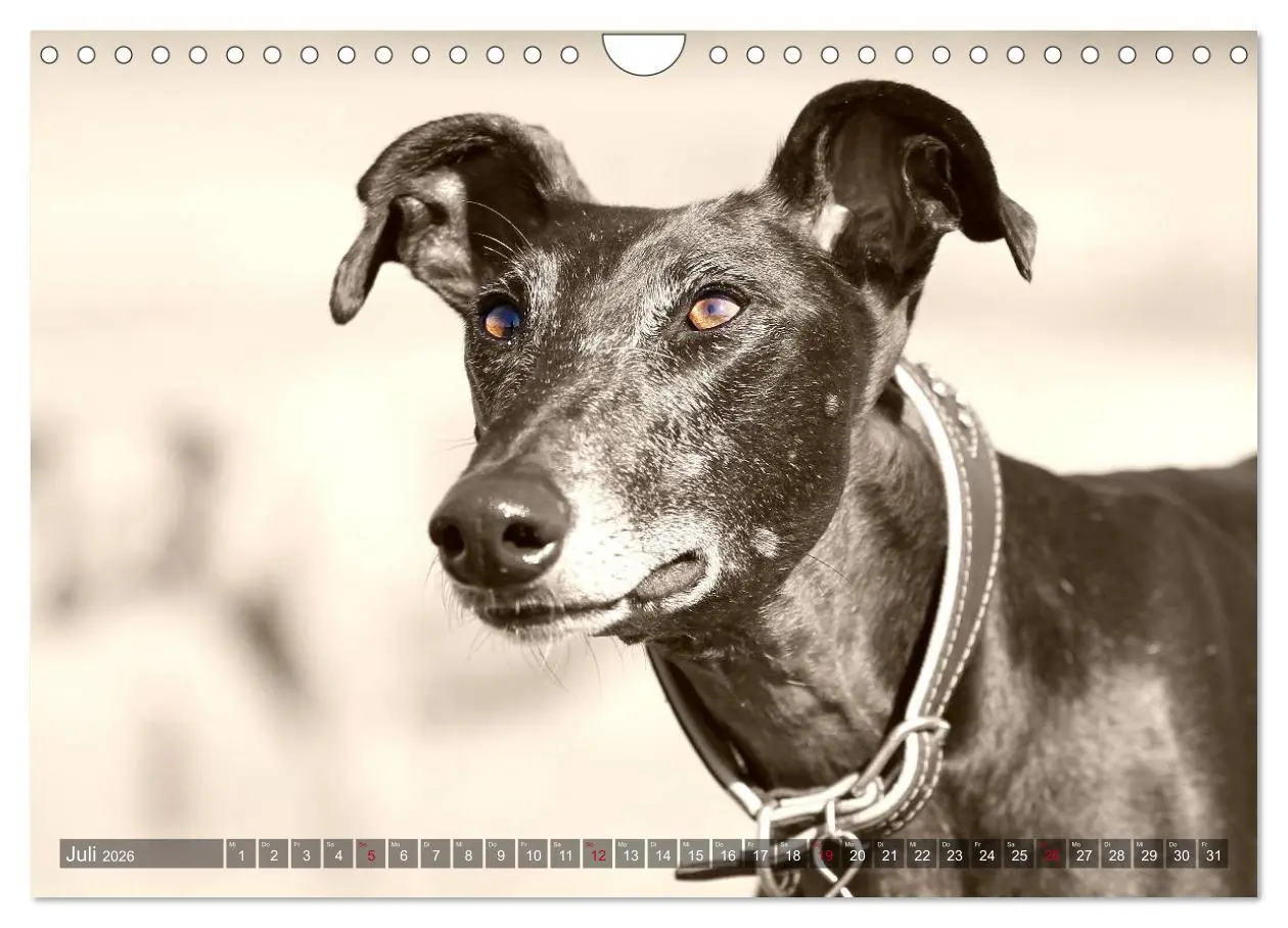 Bild: 9783457980118 | Windhunde eye-catcher (Wandkalender 2026 DIN A4 quer), CALVENDO...