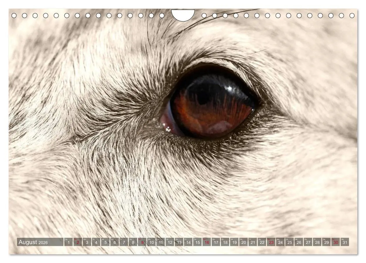 Bild: 9783457980118 | Windhunde eye-catcher (Wandkalender 2026 DIN A4 quer), CALVENDO...
