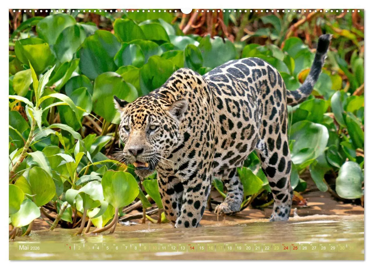 Bild: 9783457280218 | Der Amazonas: von den Anden zum Atlantik (hochwertiger Premium...