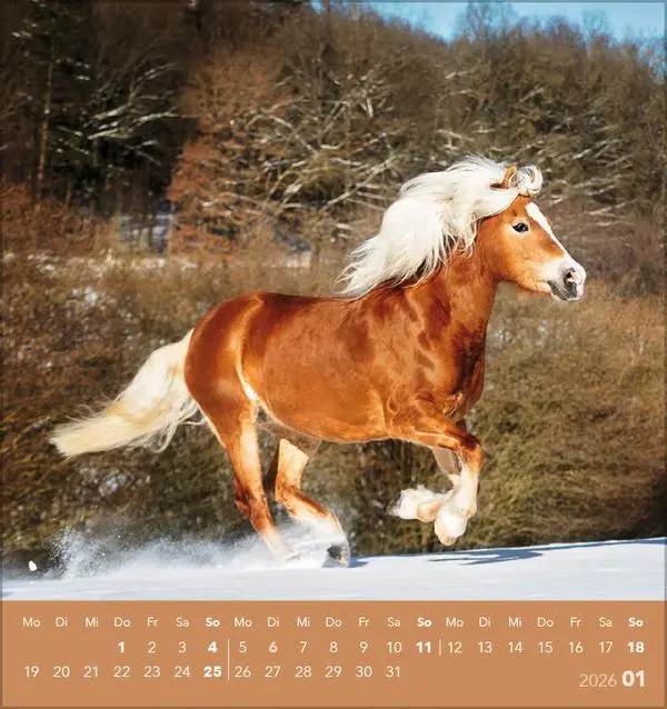 Bild: 9783731890218 | Traumpferde 2026 | aufstellbarer Postkartenkalender | Verlag Korsch