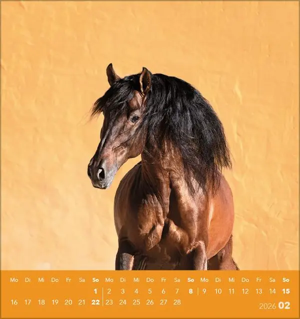 Bild: 9783731890218 | Traumpferde 2026 | aufstellbarer Postkartenkalender | Verlag Korsch