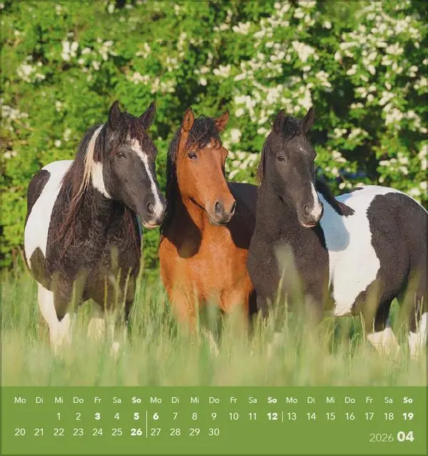 Bild: 9783731890218 | Traumpferde 2026 | aufstellbarer Postkartenkalender | Verlag Korsch