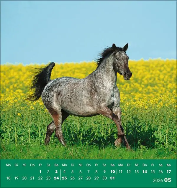 Bild: 9783731890218 | Traumpferde 2026 | aufstellbarer Postkartenkalender | Verlag Korsch