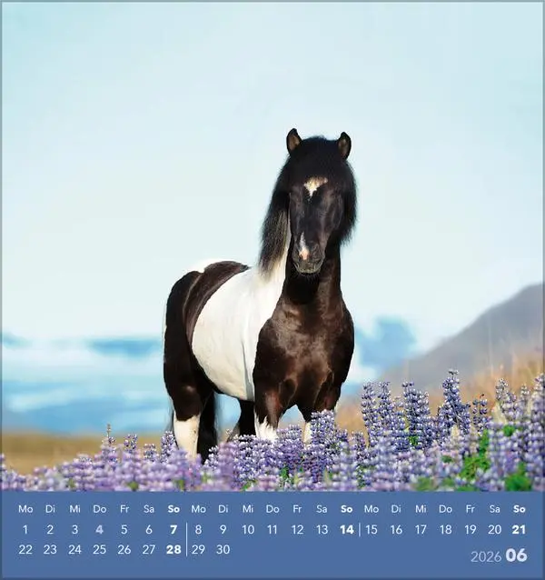 Bild: 9783731890218 | Traumpferde 2026 | aufstellbarer Postkartenkalender | Verlag Korsch