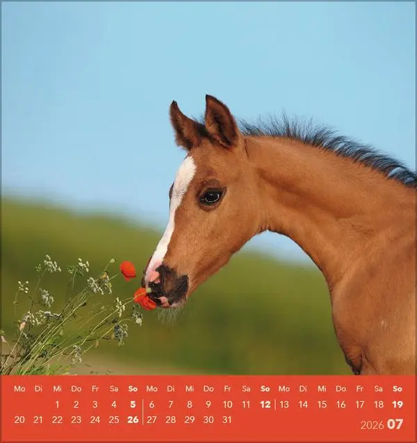 Bild: 9783731890218 | Traumpferde 2026 | aufstellbarer Postkartenkalender | Verlag Korsch