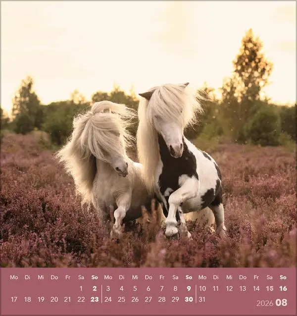 Bild: 9783731890218 | Traumpferde 2026 | aufstellbarer Postkartenkalender | Verlag Korsch
