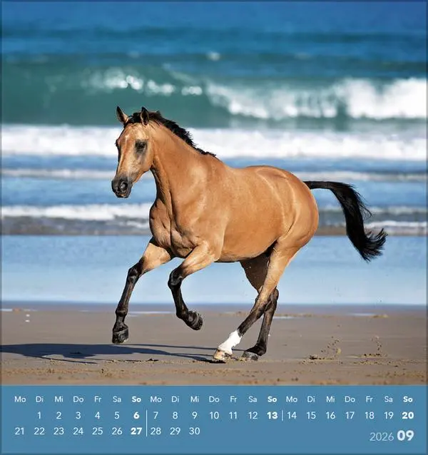 Bild: 9783731890218 | Traumpferde 2026 | aufstellbarer Postkartenkalender | Verlag Korsch