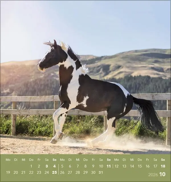 Bild: 9783731890218 | Traumpferde 2026 | aufstellbarer Postkartenkalender | Verlag Korsch