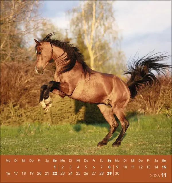 Bild: 9783731890218 | Traumpferde 2026 | aufstellbarer Postkartenkalender | Verlag Korsch