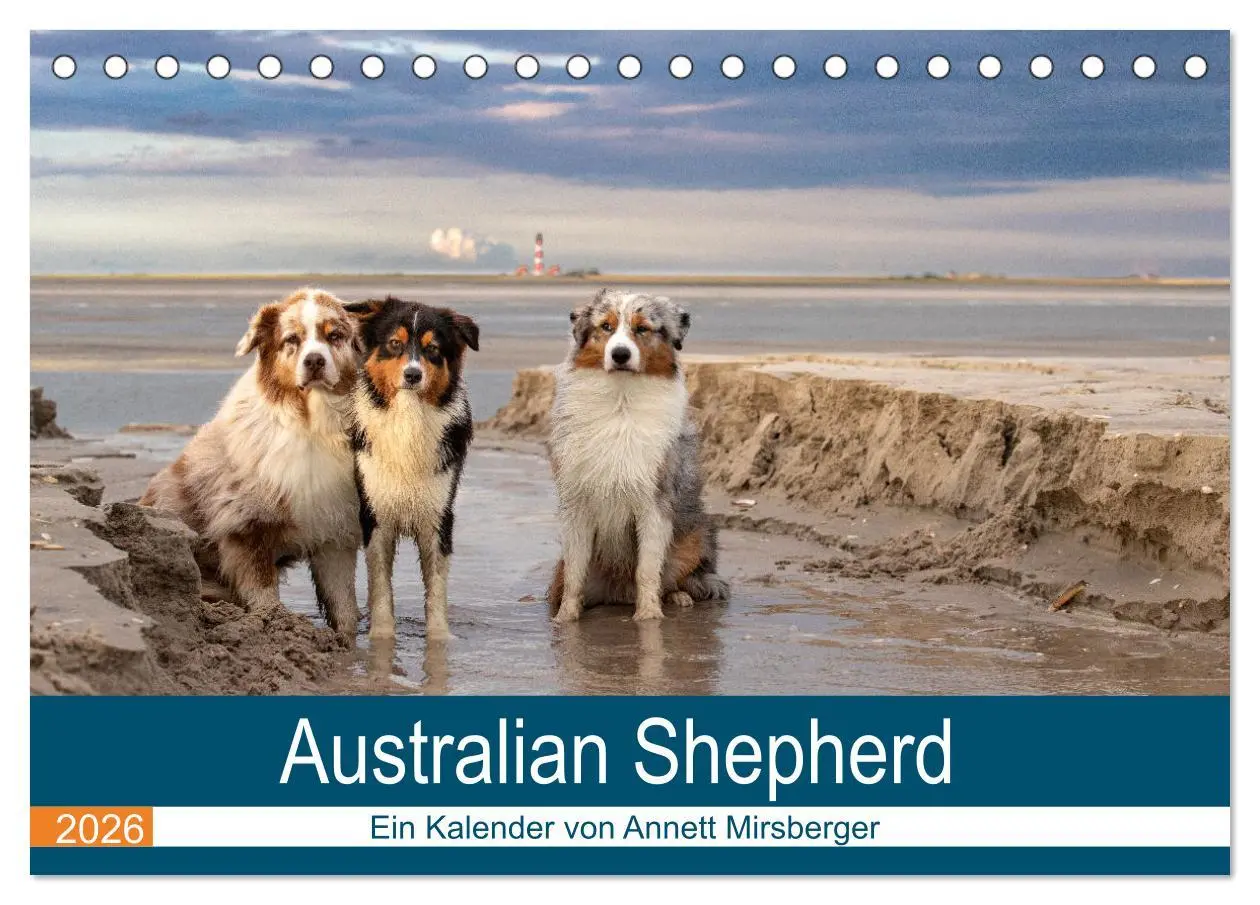 Cover: 9783516120318 | Australian Shepherd 2026 (Tischkalender 2026 DIN A5 quer), CALVENDO...