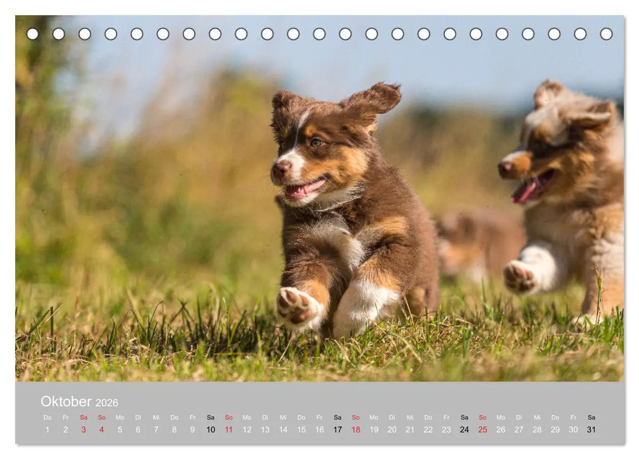 Bild: 9783516120318 | Australian Shepherd 2026 (Tischkalender 2026 DIN A5 quer), CALVENDO...