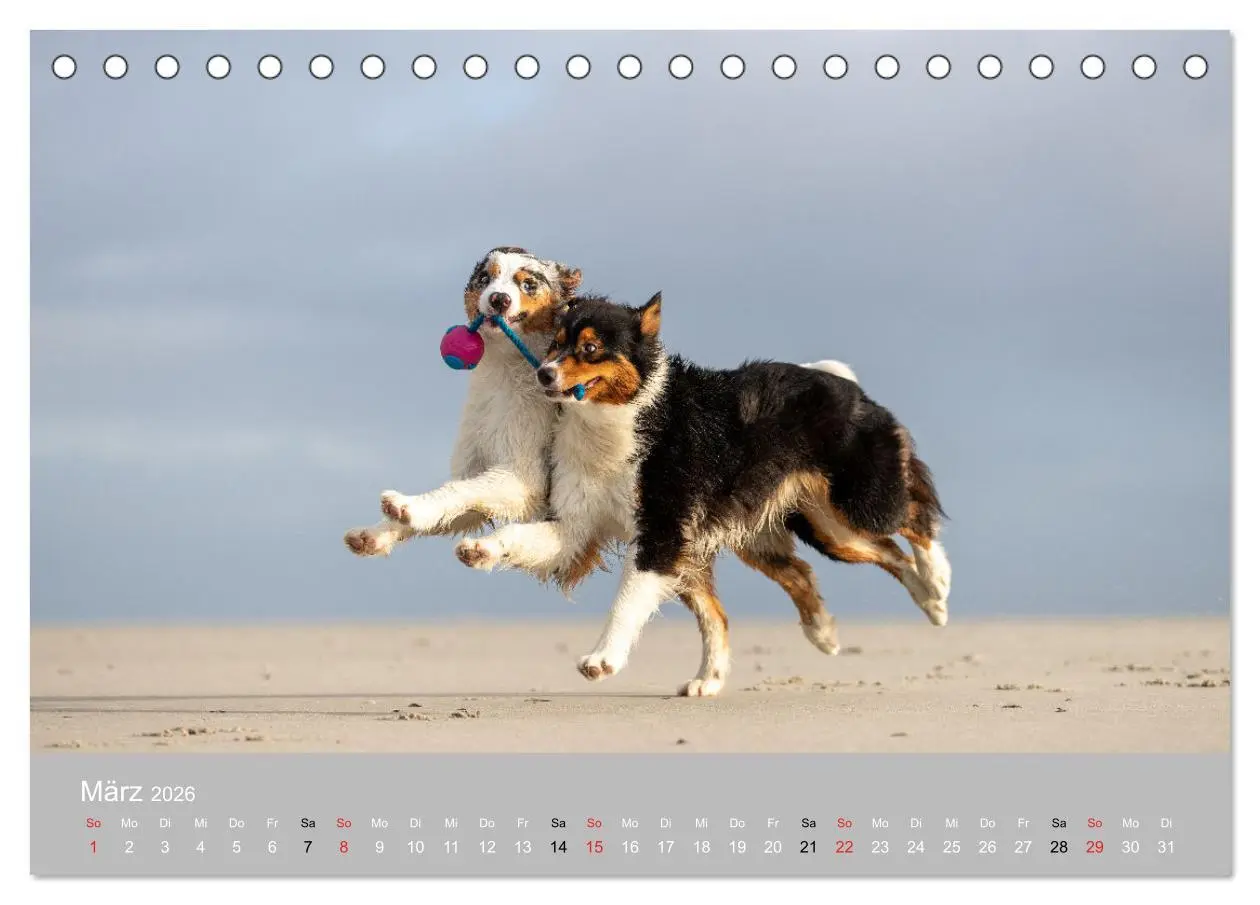 Bild: 9783516120318 | Australian Shepherd 2026 (Tischkalender 2026 DIN A5 quer), CALVENDO...