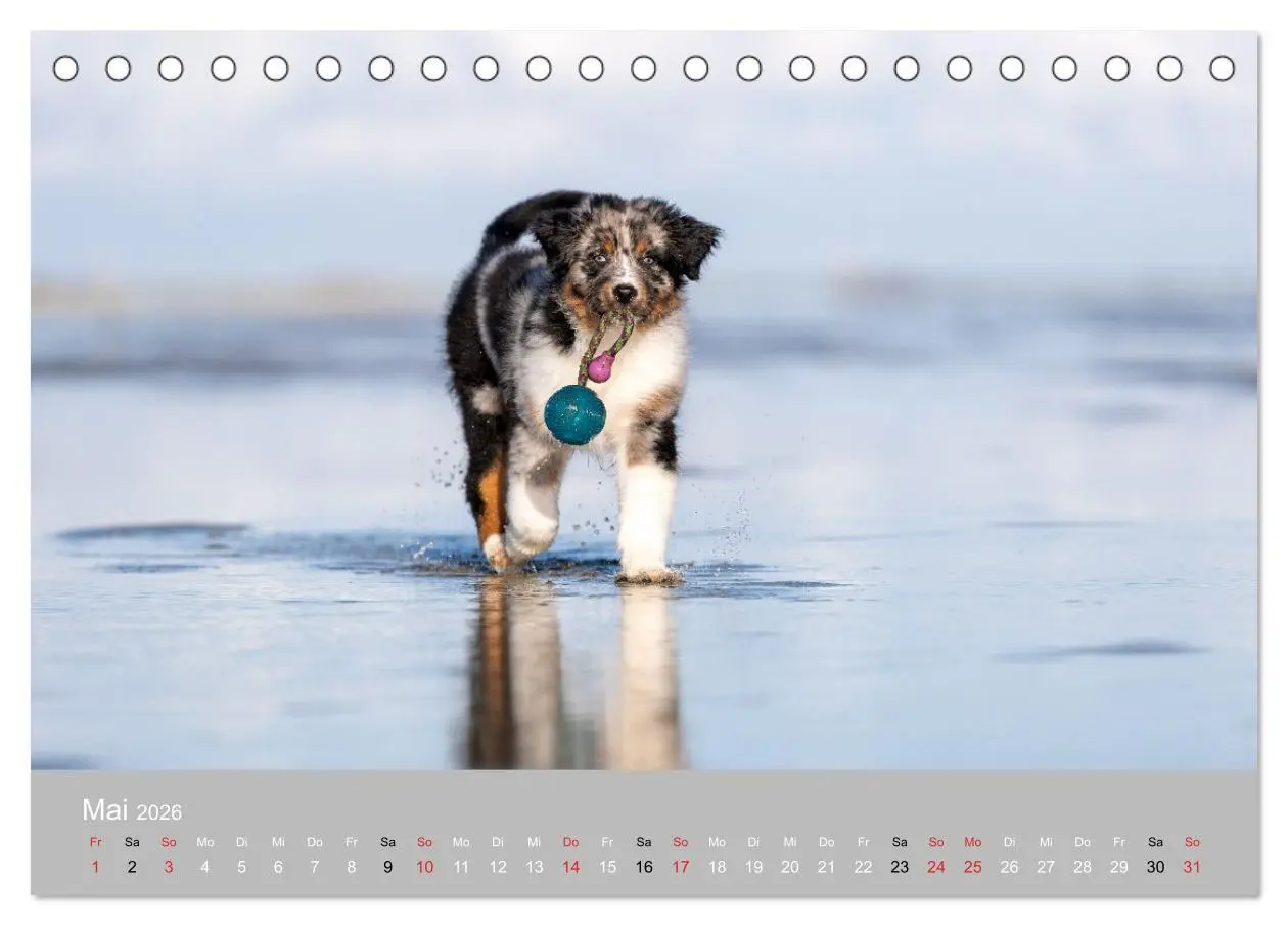 Bild: 9783516120318 | Australian Shepherd 2026 (Tischkalender 2026 DIN A5 quer), CALVENDO...