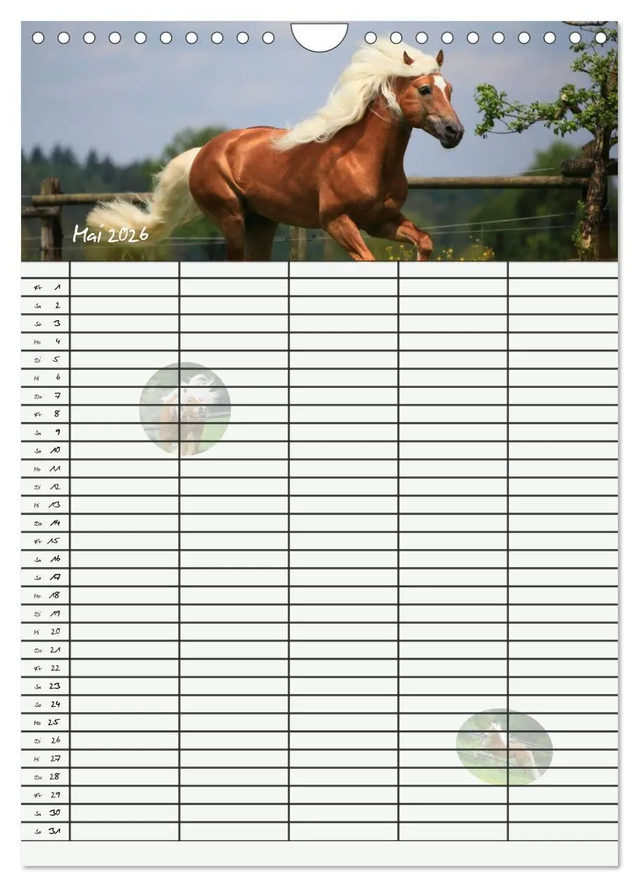 Bild: 9783516430318 | Haflinger Pferde - Stall- und Familienplaner 2026 (Wandkalender...