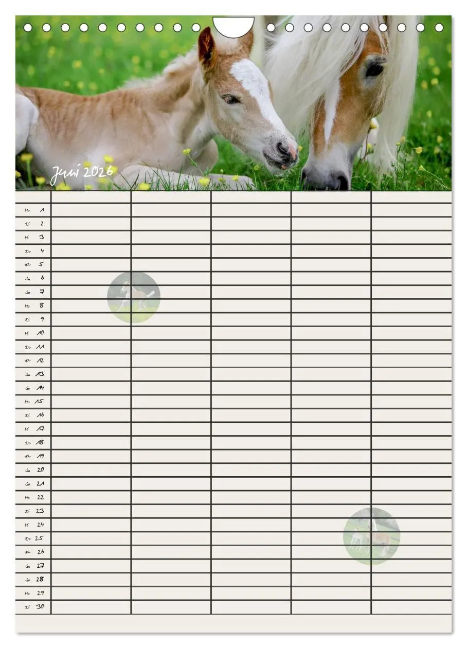 Bild: 9783516430318 | Haflinger Pferde - Stall- und Familienplaner 2026 (Wandkalender...