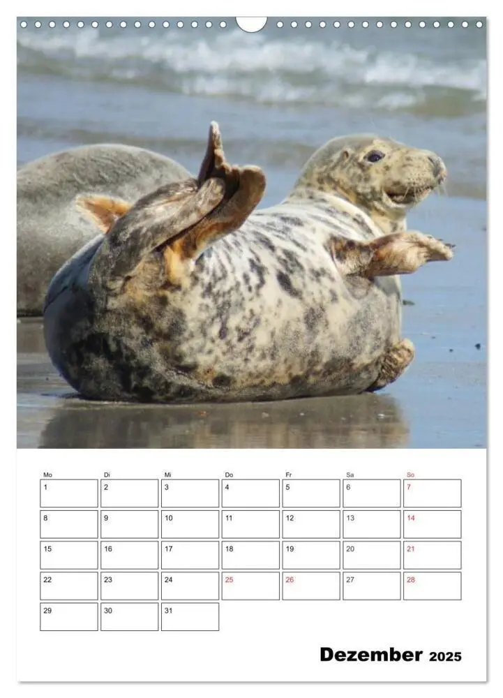 Bild: 9783457010518 | Liebenswerte Robben (Wandkalender 2025 DIN A3 hoch), CALVENDO...