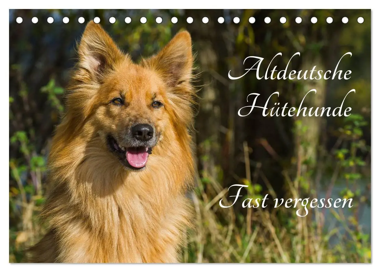 Cover: 9783516030518 | Altdeutsche Hütehunde - Fast vergessen (Tischkalender 2026 DIN A5...