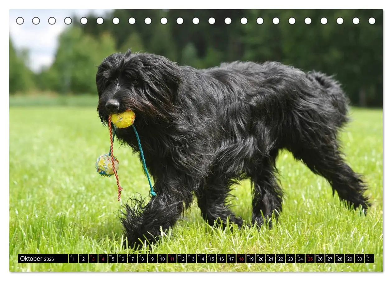 Bild: 9783516030518 | Altdeutsche Hütehunde - Fast vergessen (Tischkalender 2026 DIN A5...