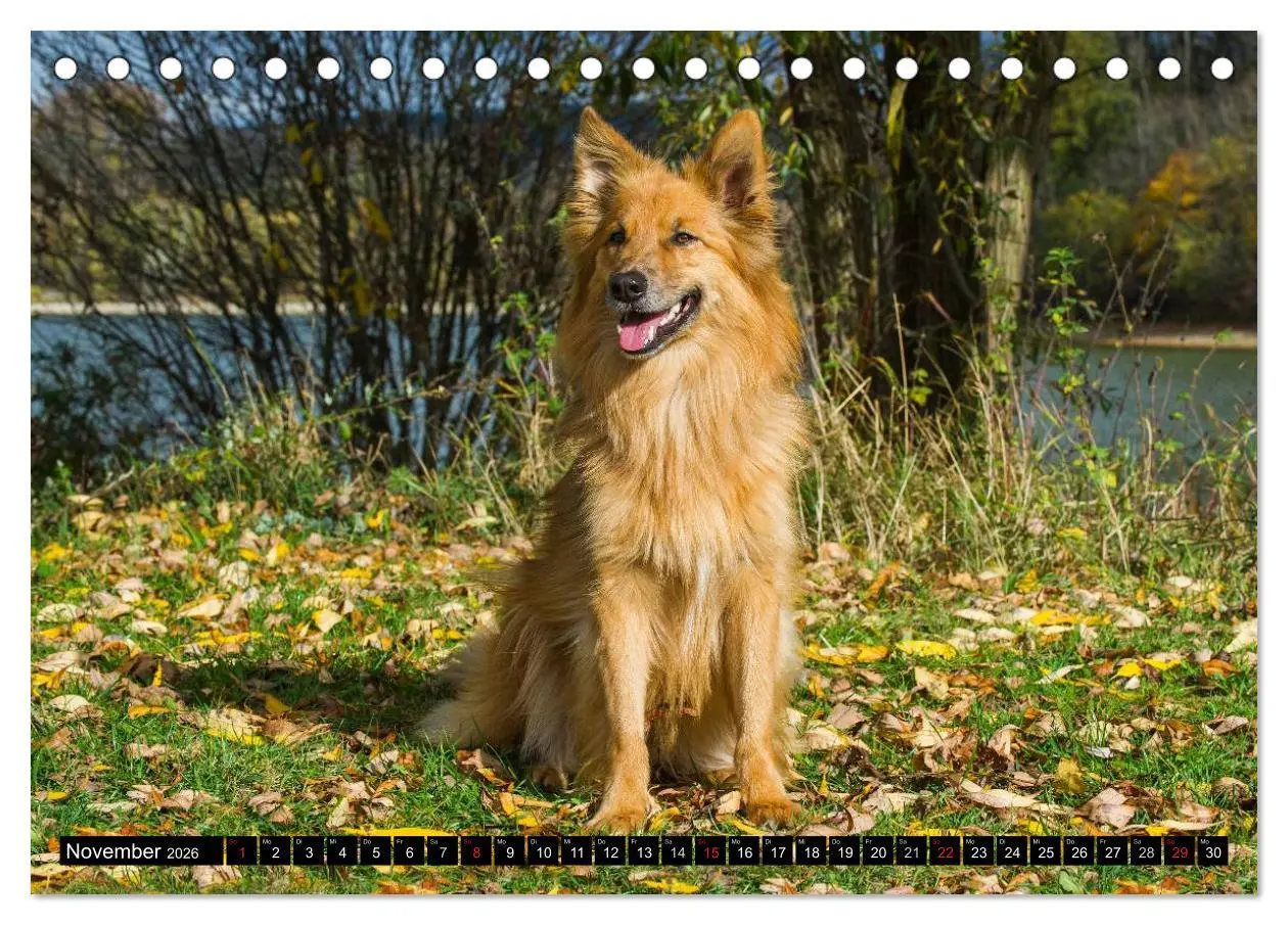 Bild: 9783516030518 | Altdeutsche Hütehunde - Fast vergessen (Tischkalender 2026 DIN A5...