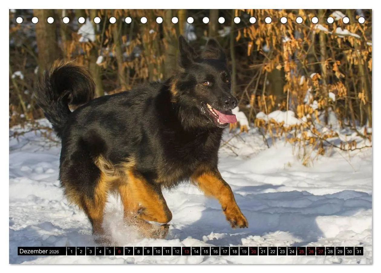 Bild: 9783516030518 | Altdeutsche Hütehunde - Fast vergessen (Tischkalender 2026 DIN A5...