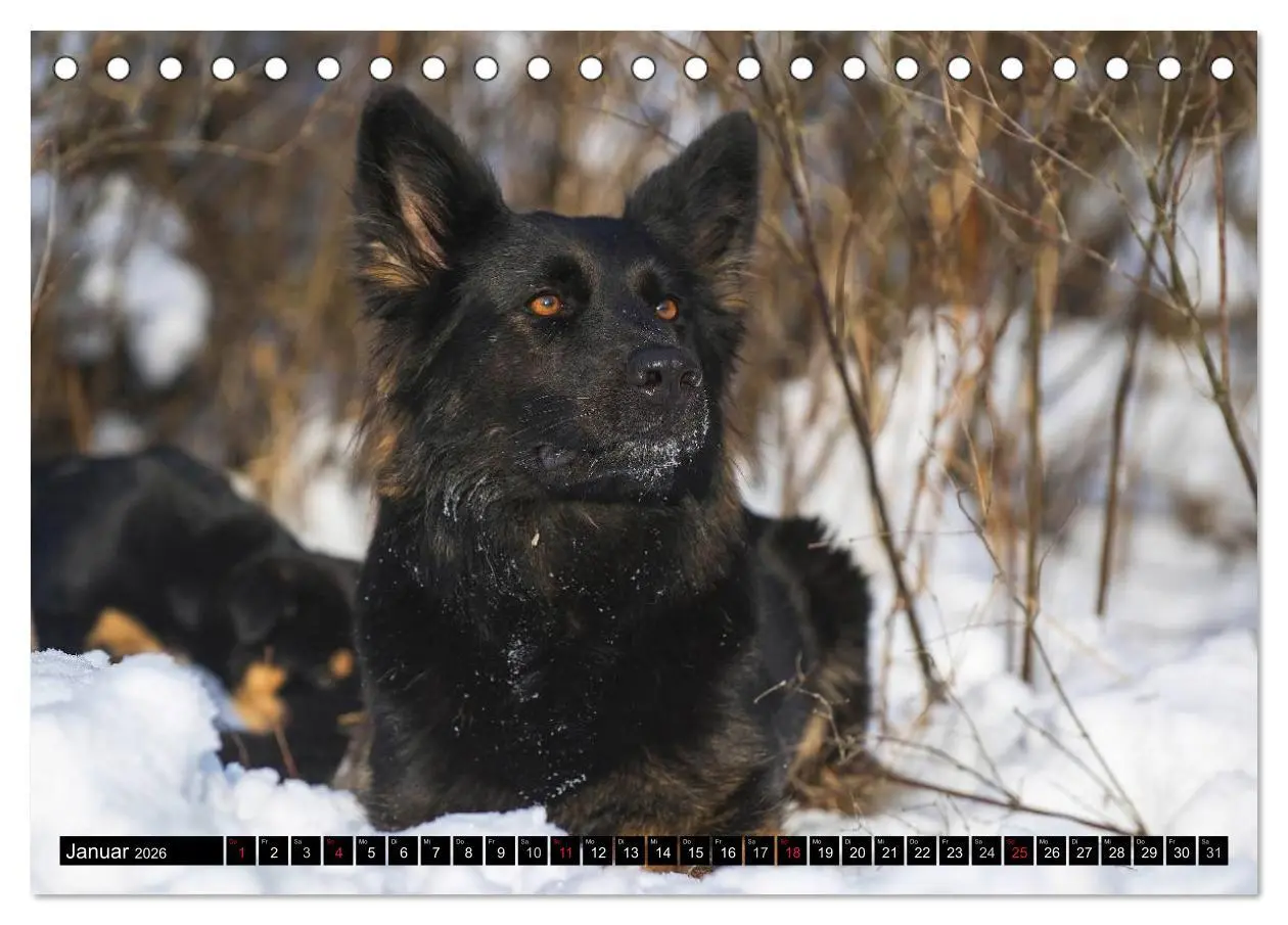 Bild: 9783516030518 | Altdeutsche Hütehunde - Fast vergessen (Tischkalender 2026 DIN A5...