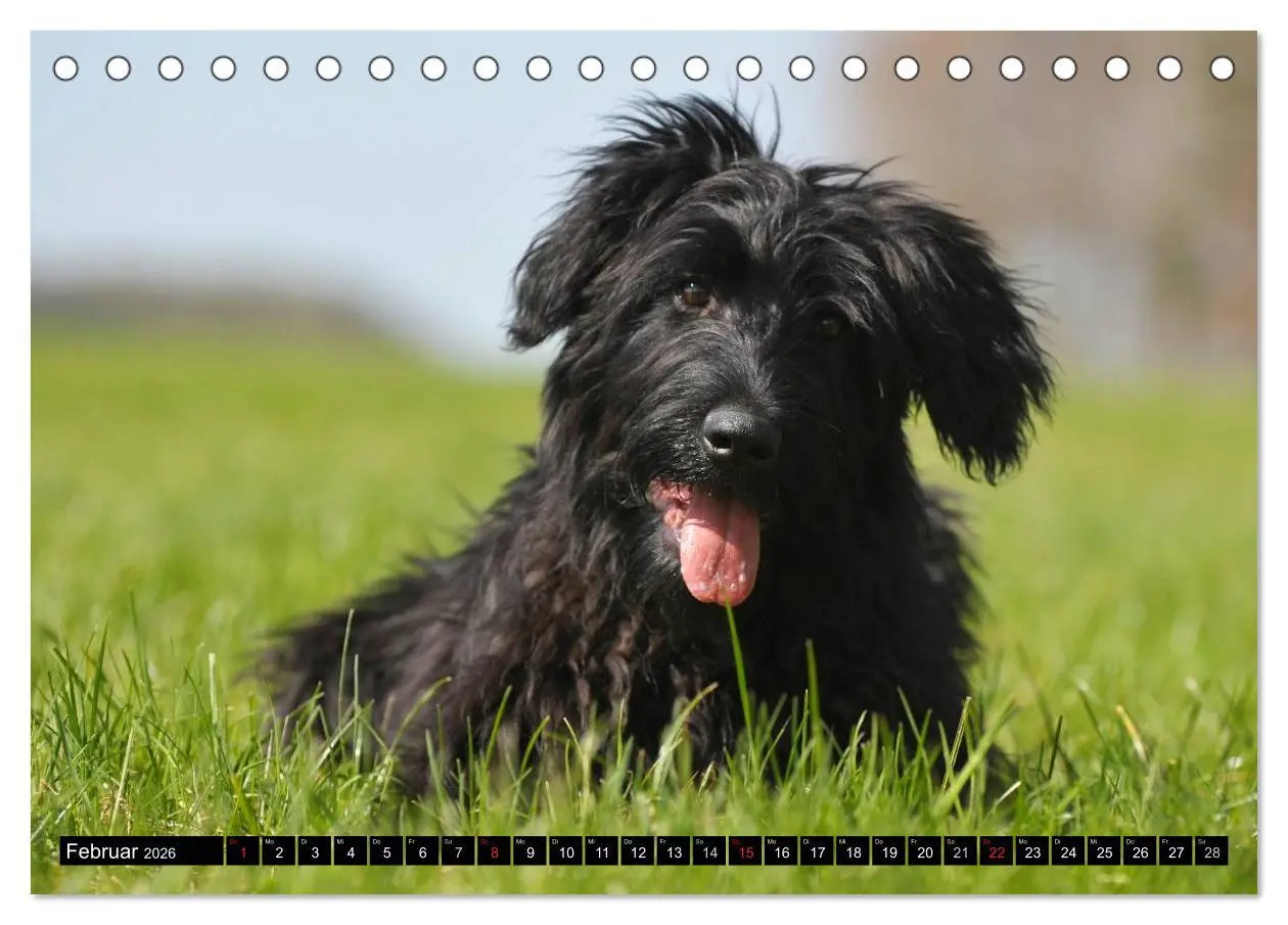 Bild: 9783516030518 | Altdeutsche Hütehunde - Fast vergessen (Tischkalender 2026 DIN A5...