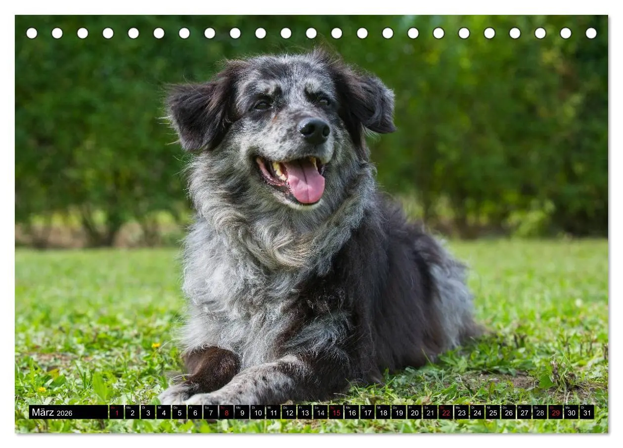 Bild: 9783516030518 | Altdeutsche Hütehunde - Fast vergessen (Tischkalender 2026 DIN A5...