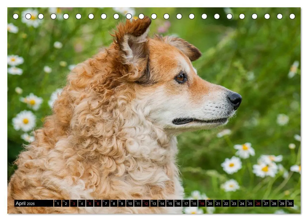 Bild: 9783516030518 | Altdeutsche Hütehunde - Fast vergessen (Tischkalender 2026 DIN A5...