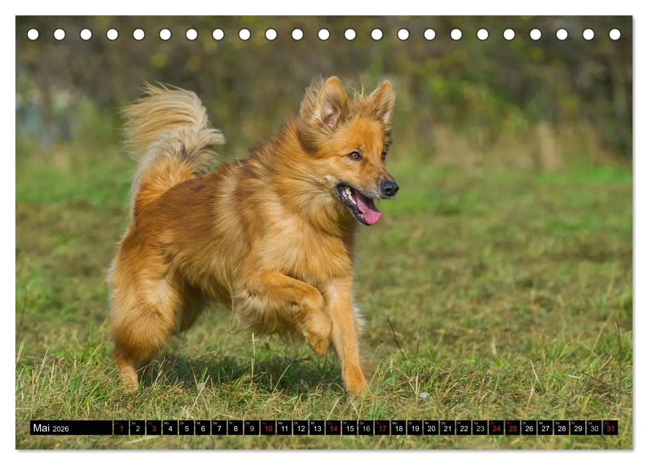 Bild: 9783516030518 | Altdeutsche Hütehunde - Fast vergessen (Tischkalender 2026 DIN A5...