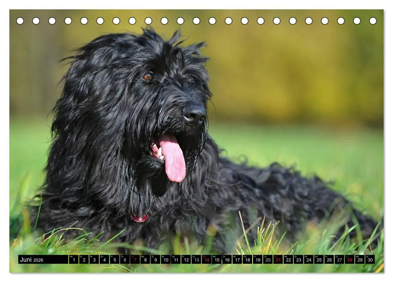 Bild: 9783516030518 | Altdeutsche Hütehunde - Fast vergessen (Tischkalender 2026 DIN A5...