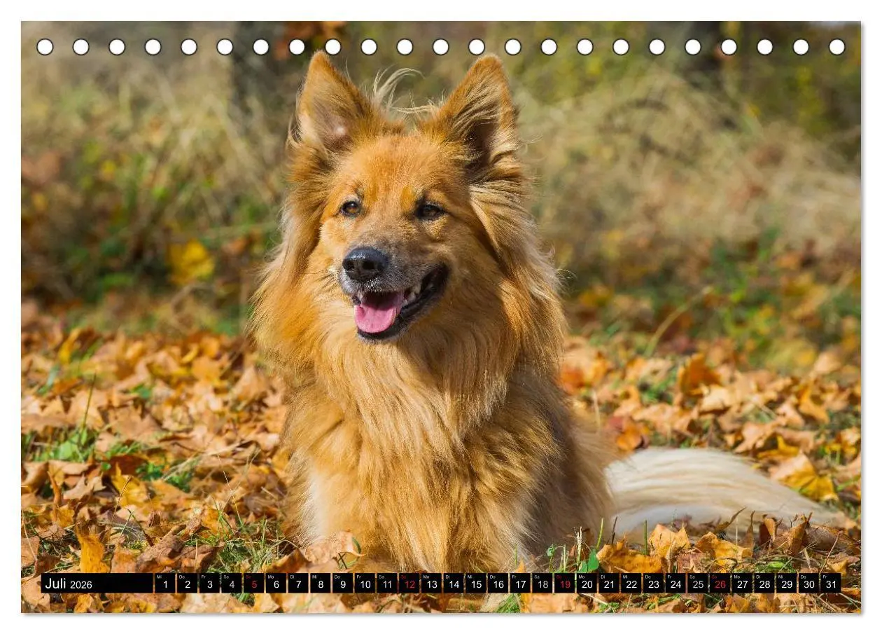 Bild: 9783516030518 | Altdeutsche Hütehunde - Fast vergessen (Tischkalender 2026 DIN A5...