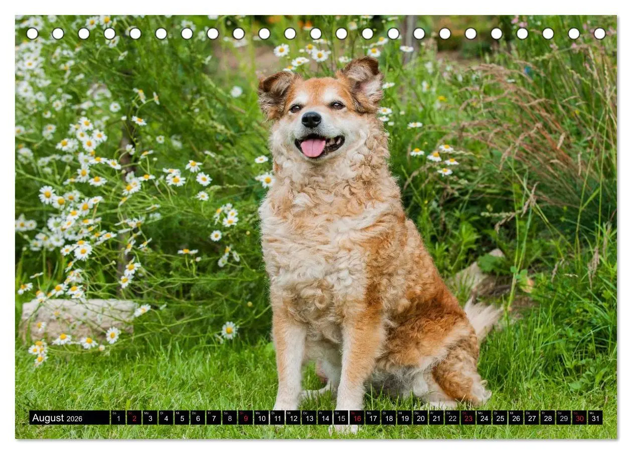 Bild: 9783516030518 | Altdeutsche Hütehunde - Fast vergessen (Tischkalender 2026 DIN A5...