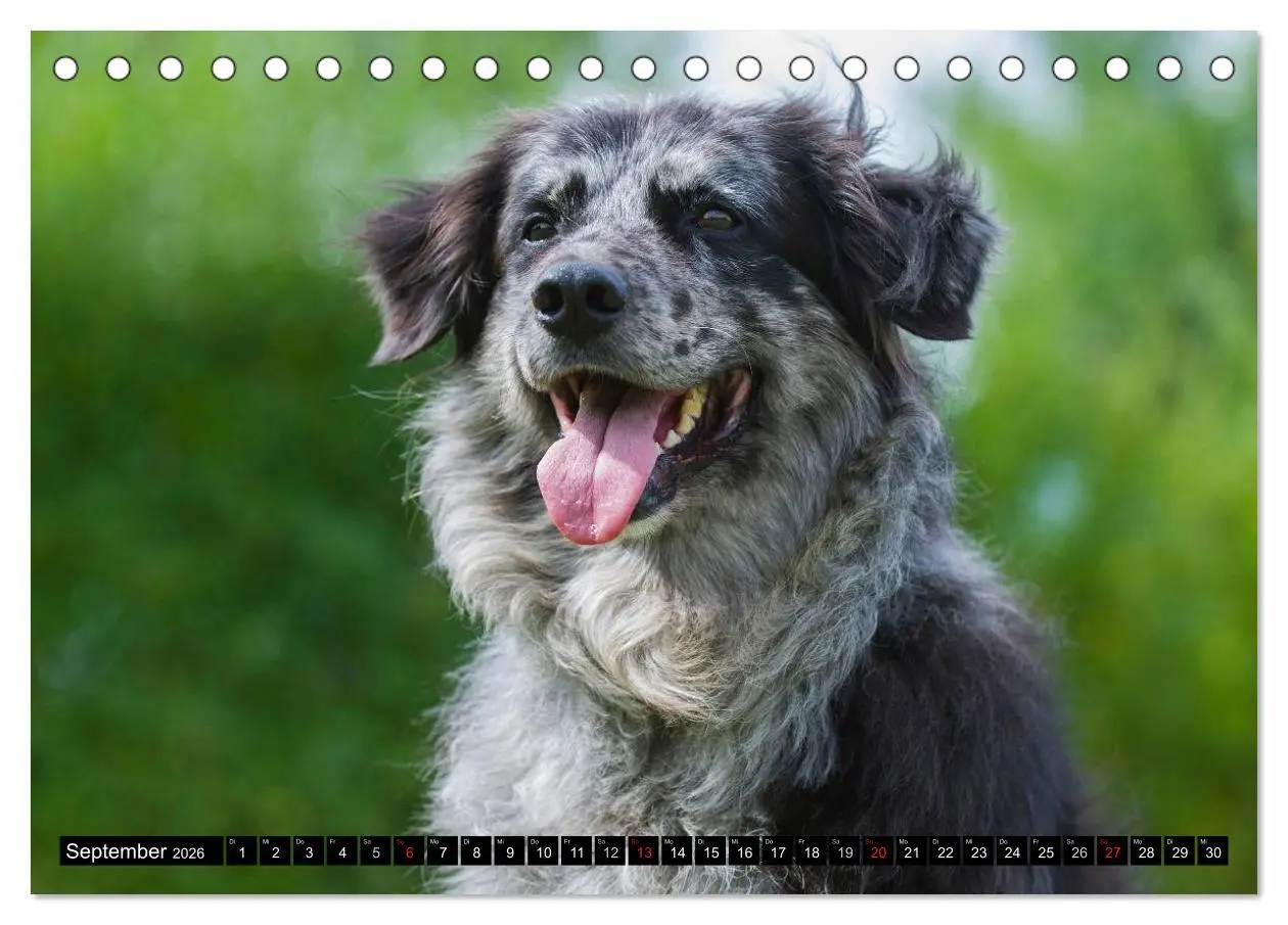 Bild: 9783516030518 | Altdeutsche Hütehunde - Fast vergessen (Tischkalender 2026 DIN A5...