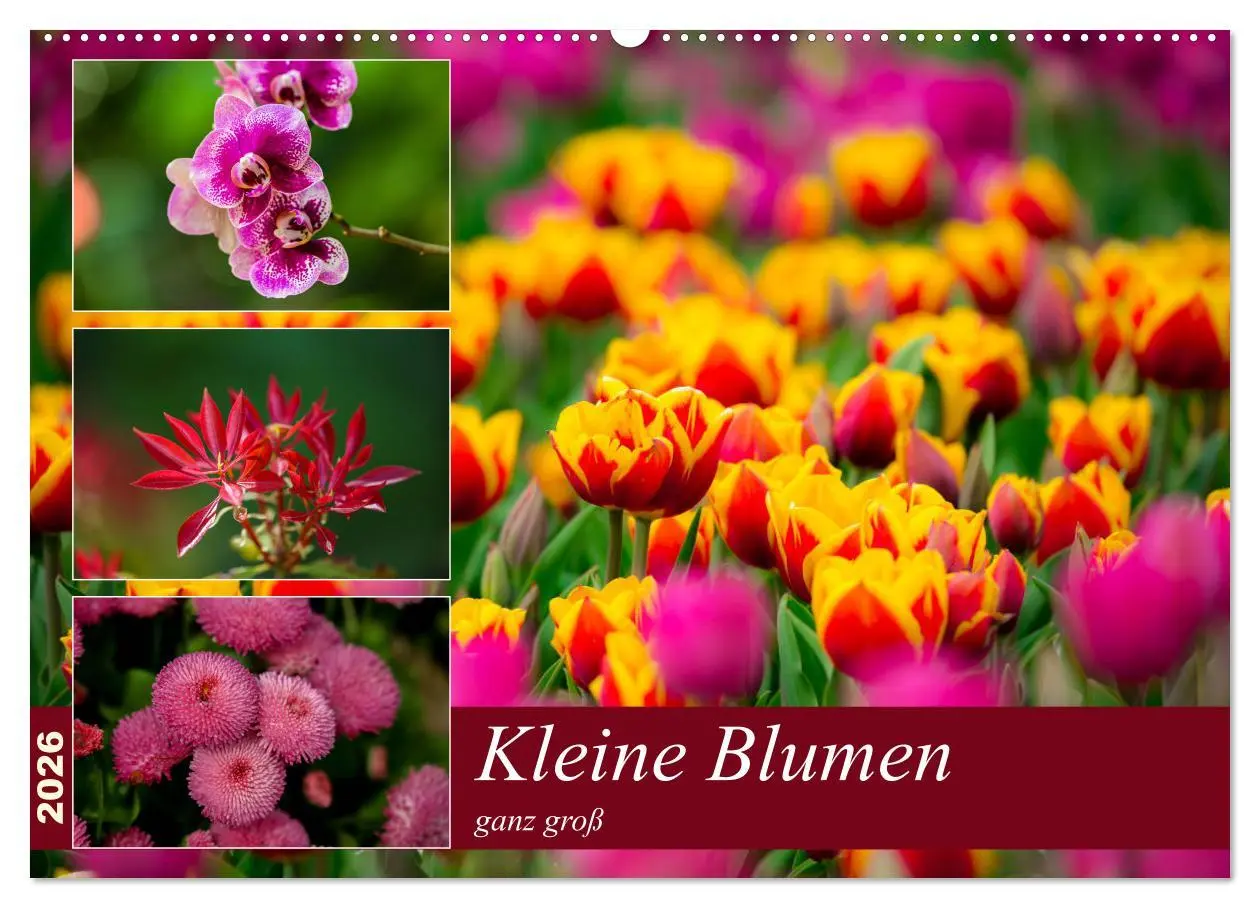 Cover: 9783457790618 | Kleine Blumen ganz groß (Wandkalender 2026 DIN A2 quer), CALVENDO...