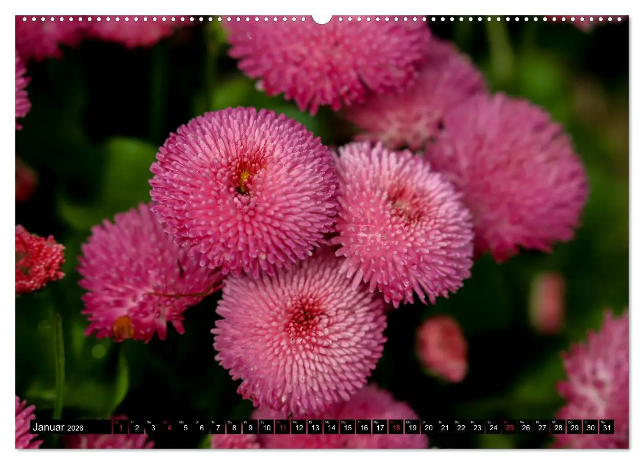 Bild: 9783457790618 | Kleine Blumen ganz groß (Wandkalender 2026 DIN A2 quer), CALVENDO...