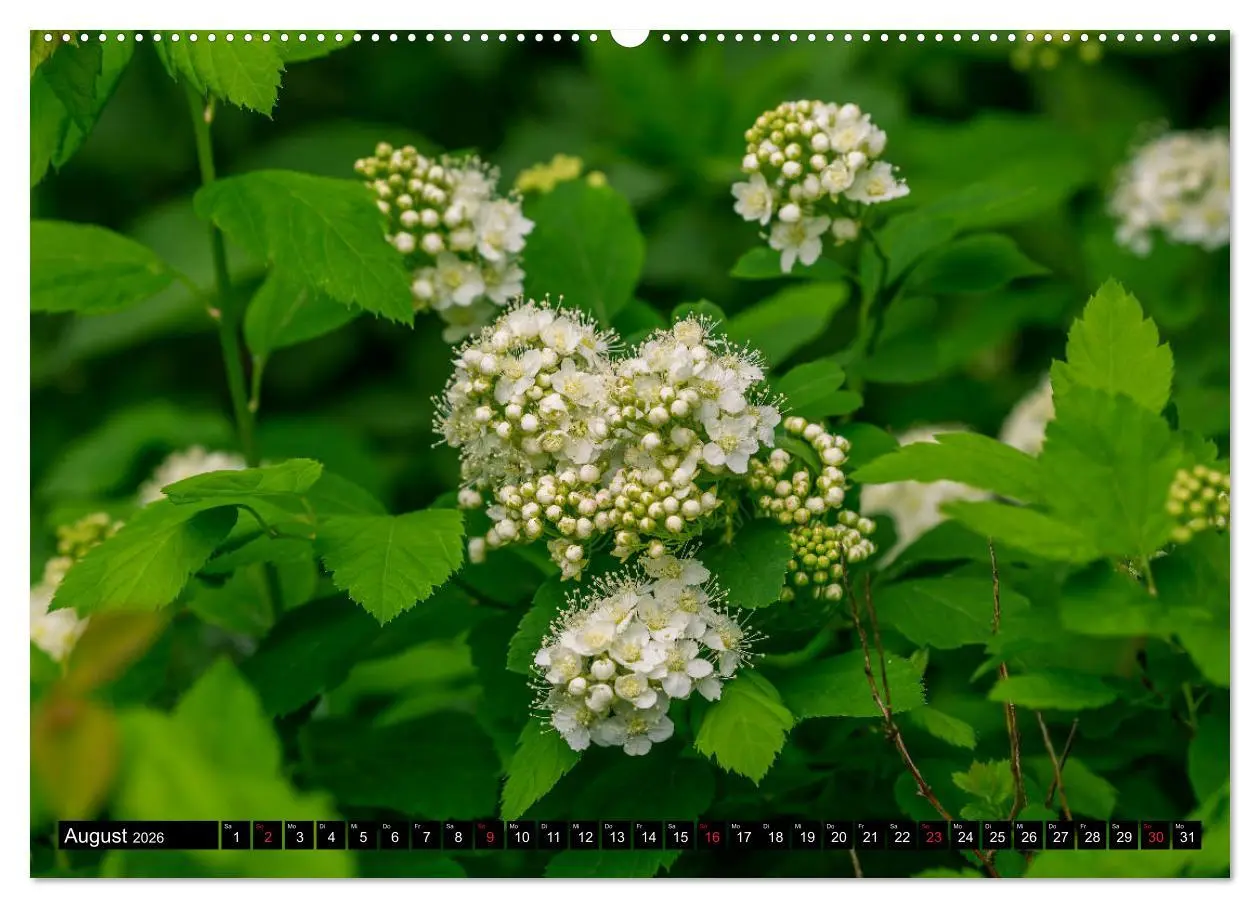 Bild: 9783457790618 | Kleine Blumen ganz groß (Wandkalender 2026 DIN A2 quer), CALVENDO...