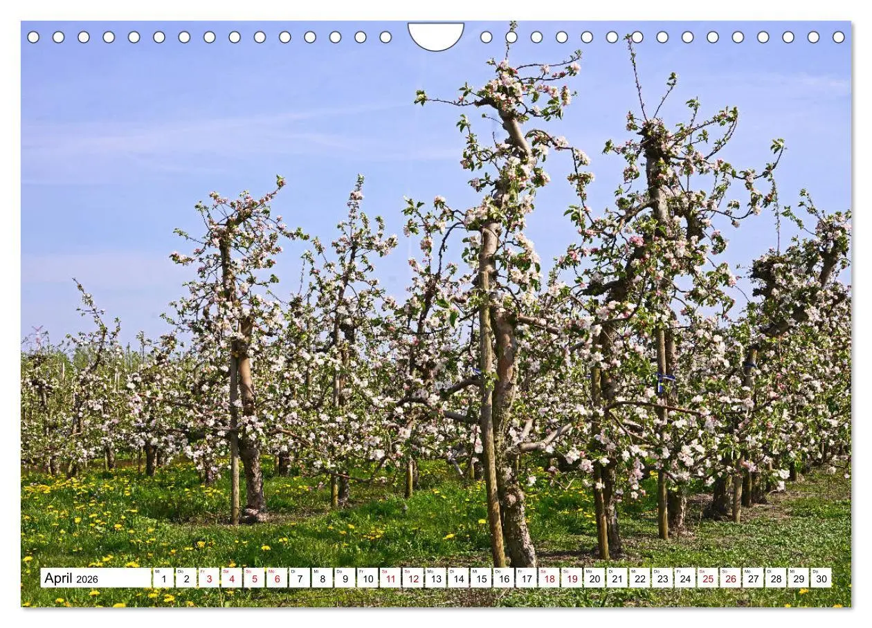 Bild: 9783457860618 | Altes Land 2026 (Wandkalender 2026 DIN A4 quer), CALVENDO...