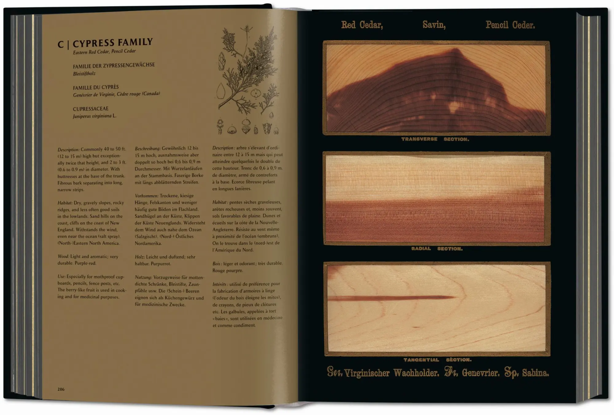 Bild: 9783836580618 | Romeyn B. Hough. The Woodbook. The Complete Plates | Leistikow | Buch