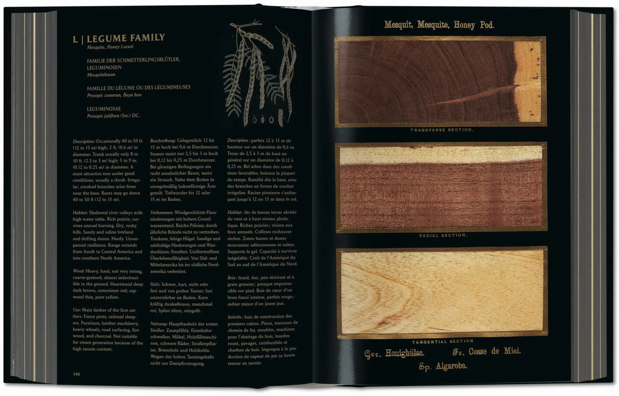 Bild: 9783836580618 | Romeyn B. Hough. The Woodbook. The Complete Plates | Leistikow | Buch