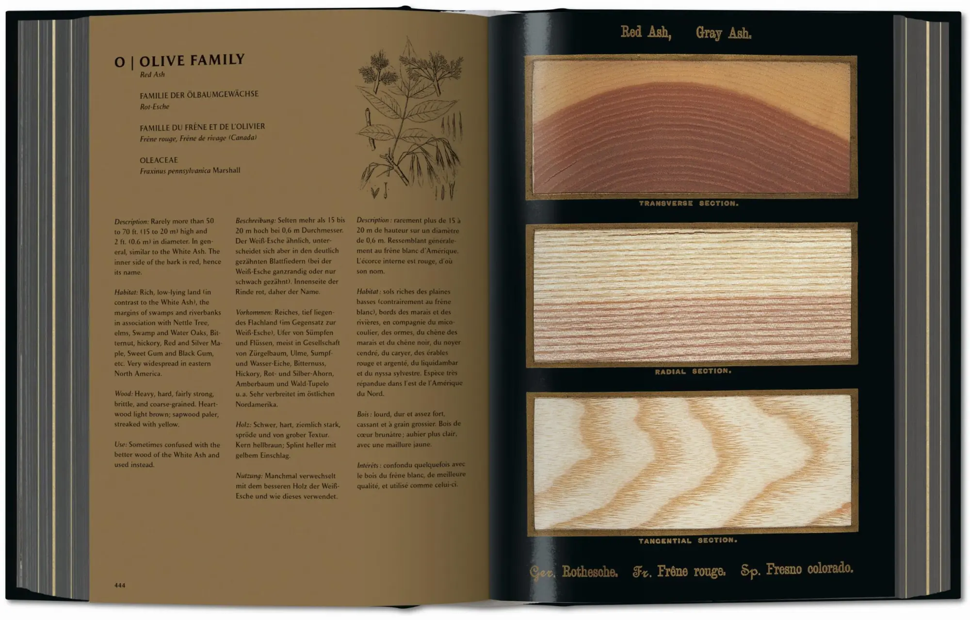 Bild: 9783836580618 | Romeyn B. Hough. The Woodbook. The Complete Plates | Leistikow | Buch