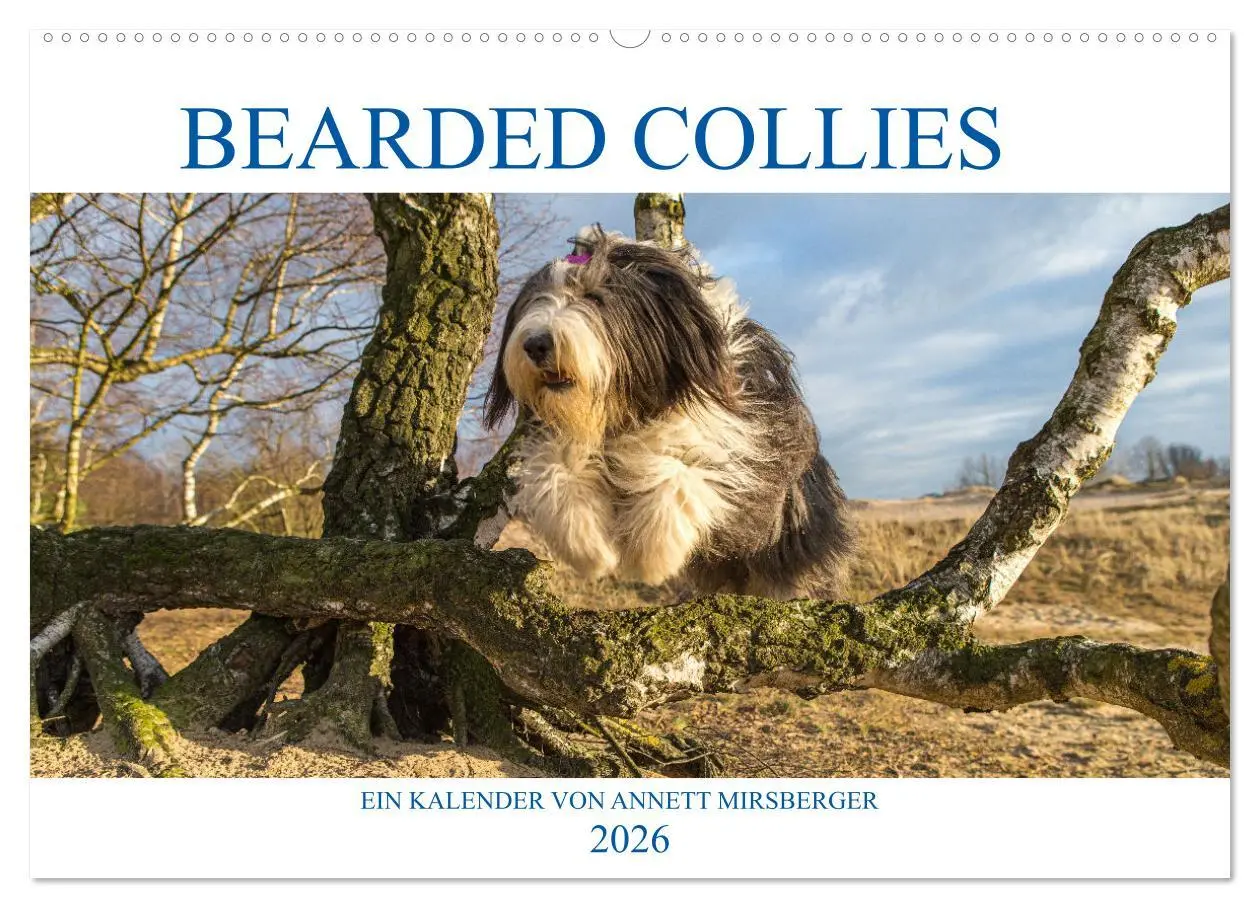 Cover: 9783457760918 | BEARDED COLLIES 2026 (Wandkalender 2026 DIN A2 quer), CALVENDO...