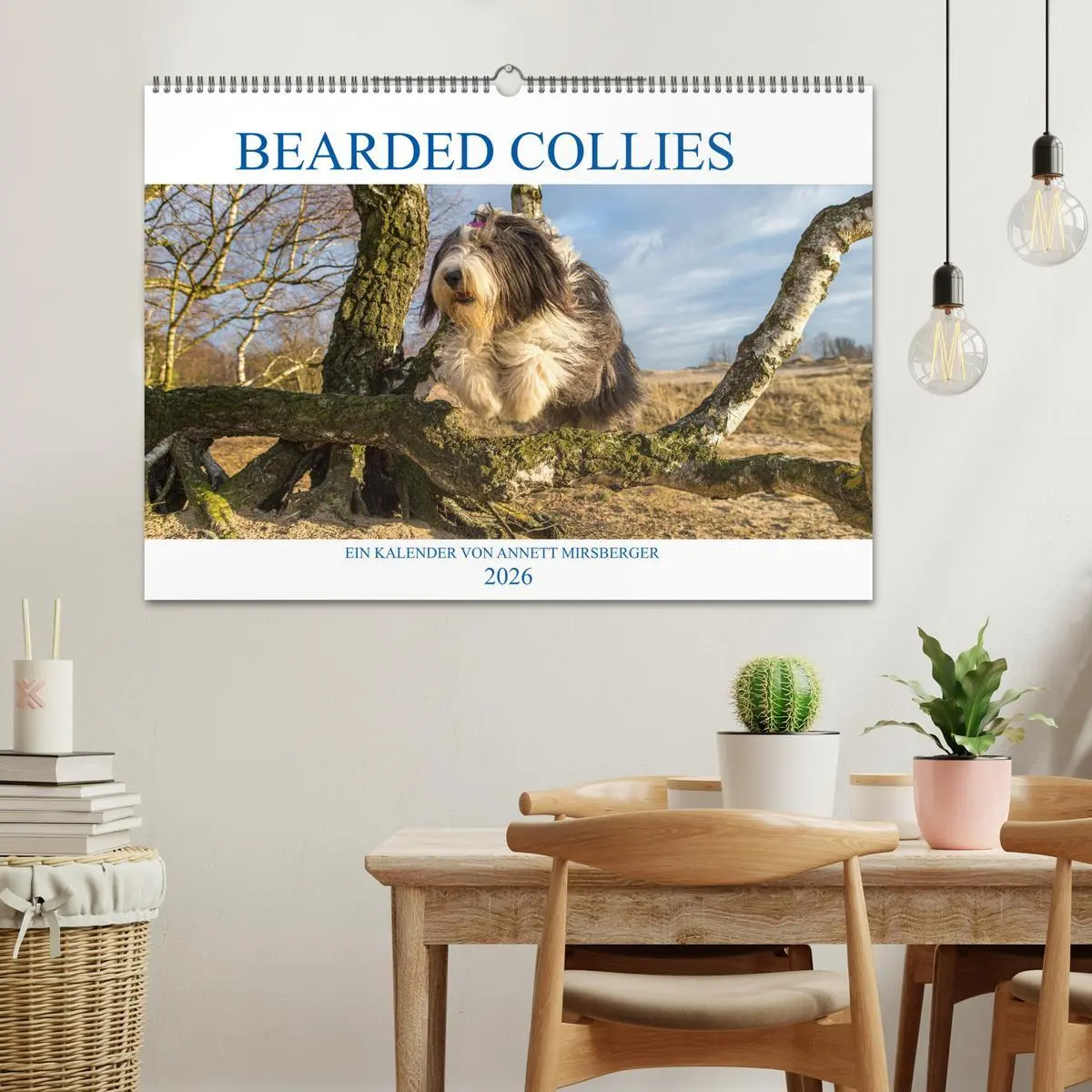 Bild: 9783457760918 | BEARDED COLLIES 2026 (Wandkalender 2026 DIN A2 quer), CALVENDO...