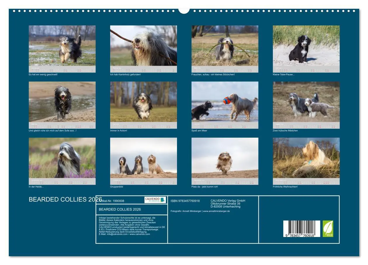 Bild: 9783457760918 | BEARDED COLLIES 2026 (Wandkalender 2026 DIN A2 quer), CALVENDO...