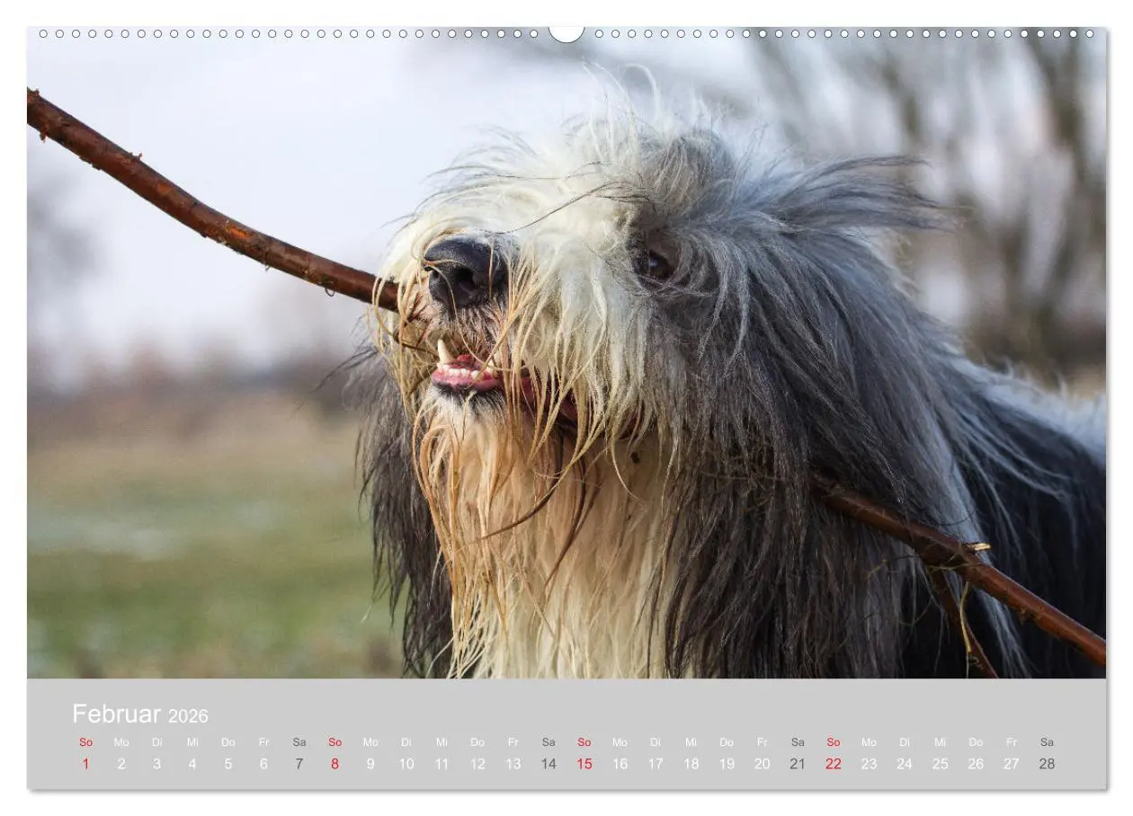 Bild: 9783457760918 | BEARDED COLLIES 2026 (Wandkalender 2026 DIN A2 quer), CALVENDO...