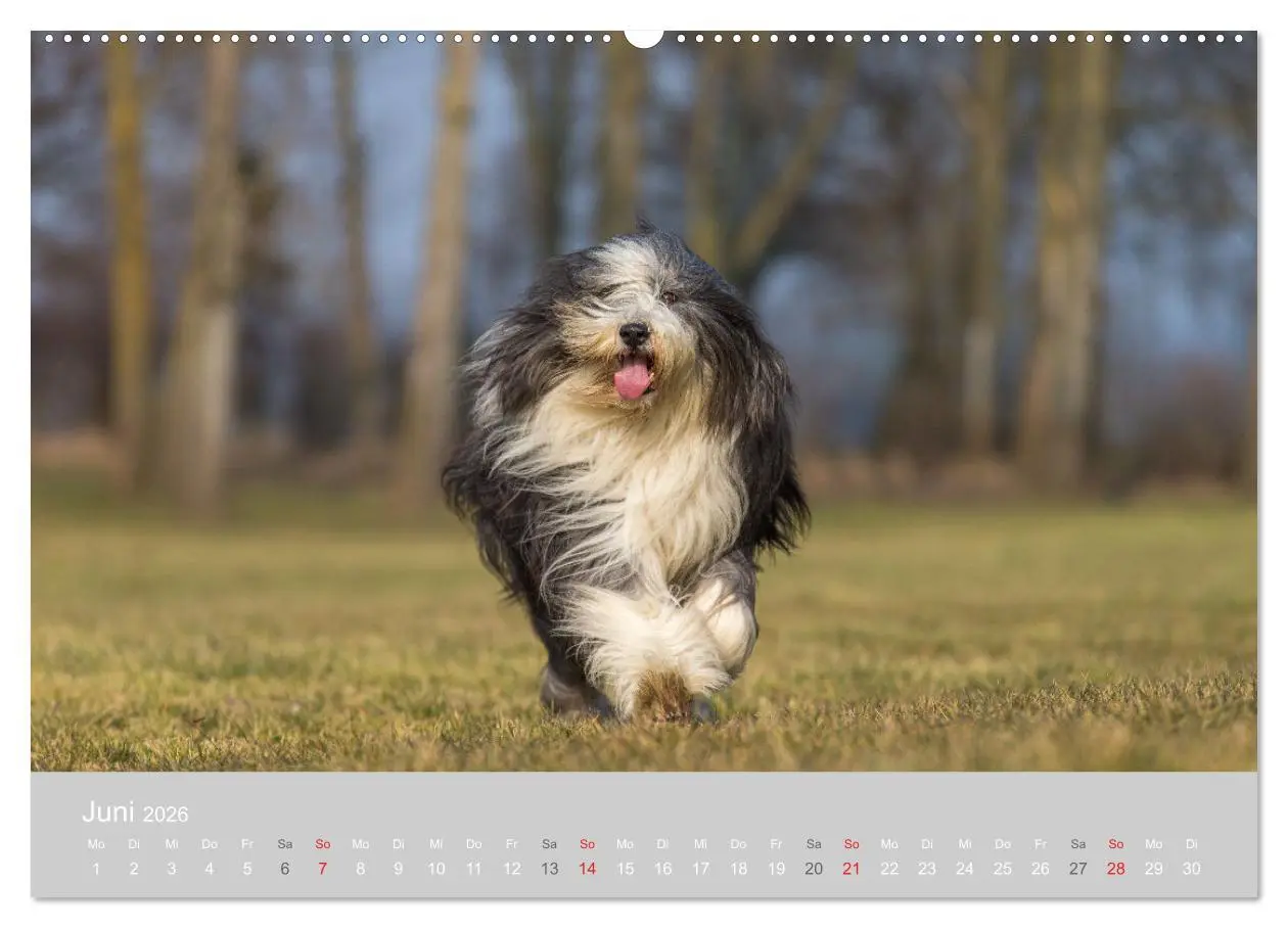 Bild: 9783457760918 | BEARDED COLLIES 2026 (Wandkalender 2026 DIN A2 quer), CALVENDO...