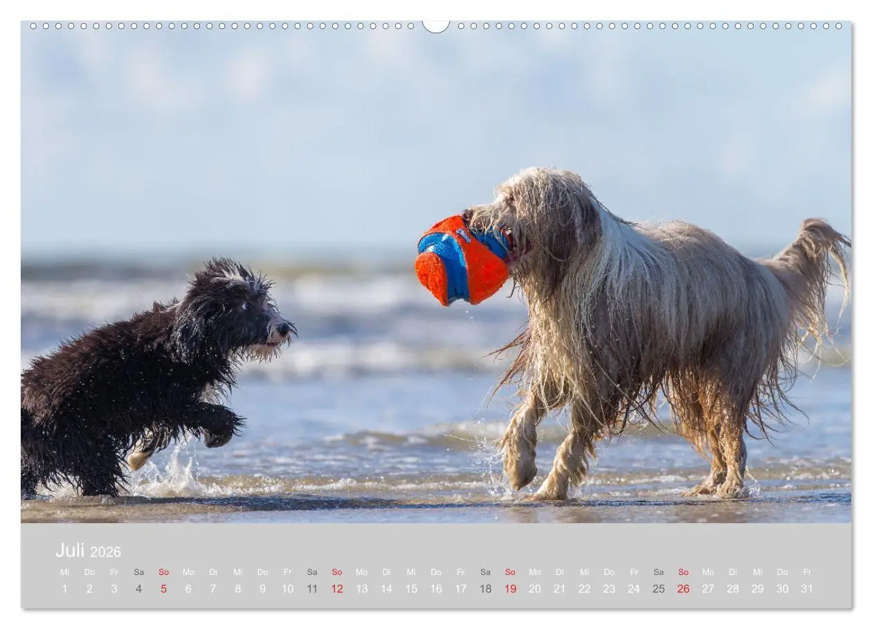 Bild: 9783457760918 | BEARDED COLLIES 2026 (Wandkalender 2026 DIN A2 quer), CALVENDO...
