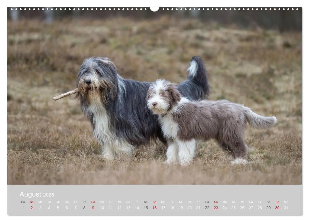 Bild: 9783457760918 | BEARDED COLLIES 2026 (Wandkalender 2026 DIN A2 quer), CALVENDO...