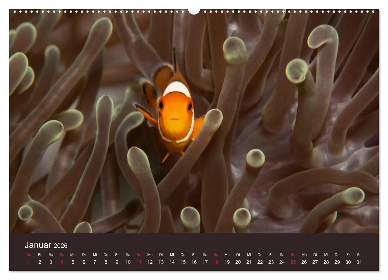 Bild: 9783516121018 | Meerestiere unter der Lupe - Unterwasserkalender (Wandkalender 2026...